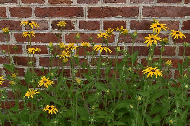 Das Freilichtmuseum Het Hoogeland Warffum - Het Tuinpad Op / In Nachbars Garten