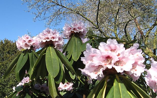 Arboretum Notoarestoen Eenrum