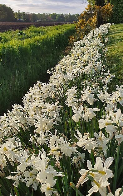  - Het Tuinpad Op / In Nachbars Garten