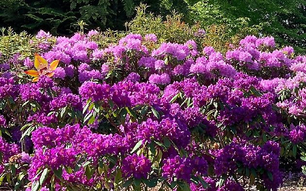 De Vier Handen  (Die vier Hände) Vlagtwedde - Het Tuinpad Op / In Nachbars Garten