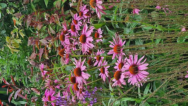  - Het Tuinpad Op / In Nachbars Garten