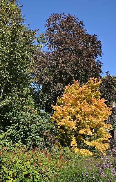  - Het Tuinpad Op / In Nachbars Garten