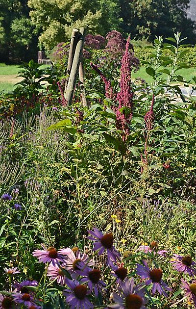 De Boerderijtuin Beerta