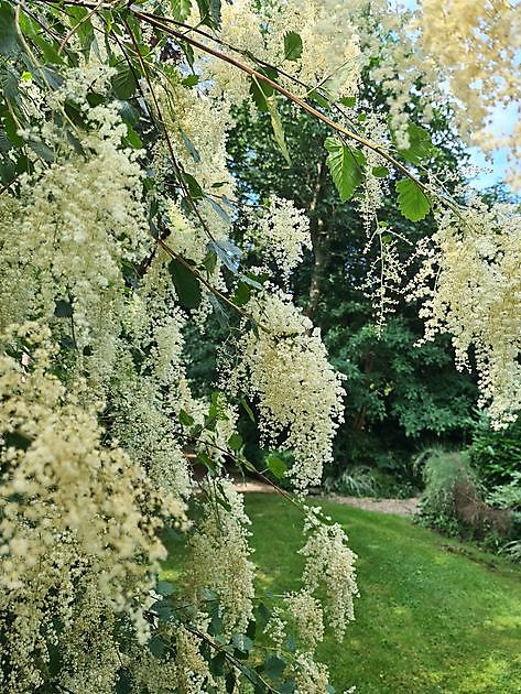 Arboretum Neuenkoop Berne - Het Tuinpad Op / In Nachbars Garten