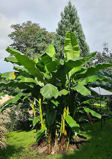  - Het Tuinpad Op / In Nachbars Garten