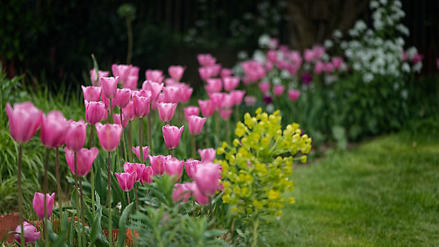 BlommenTuin Buinen