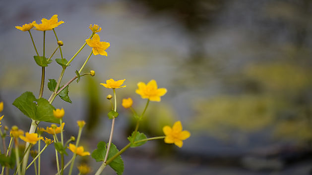 BlommenTuin Buinen