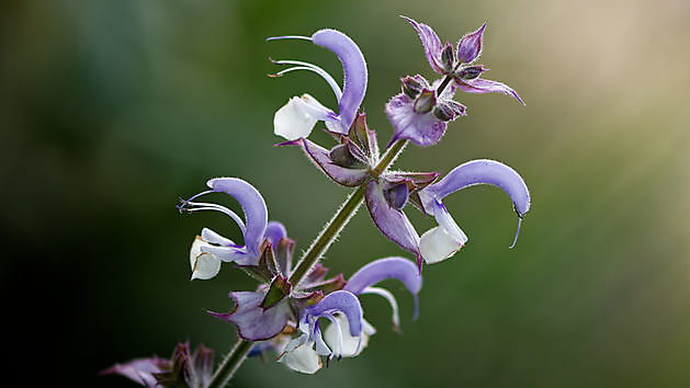 BlommenTuin Buinen