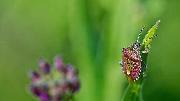 BlommenTuin Buinen