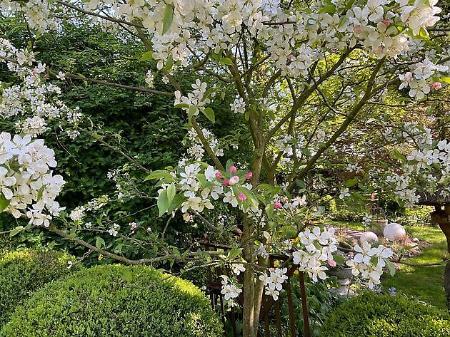 Garten Eke Ulms Hage - Blandorf