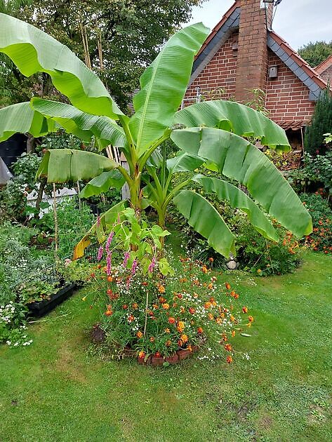 Garten zum grünen Daumen Lingen