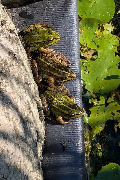 Tuin Kees & Charlotte Traas Bronnegerveen
