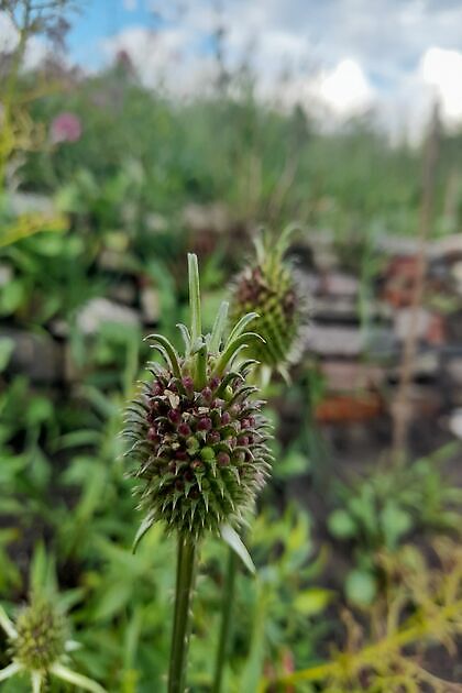 Tuin Kees & Charlotte Traas Bronnegerveen