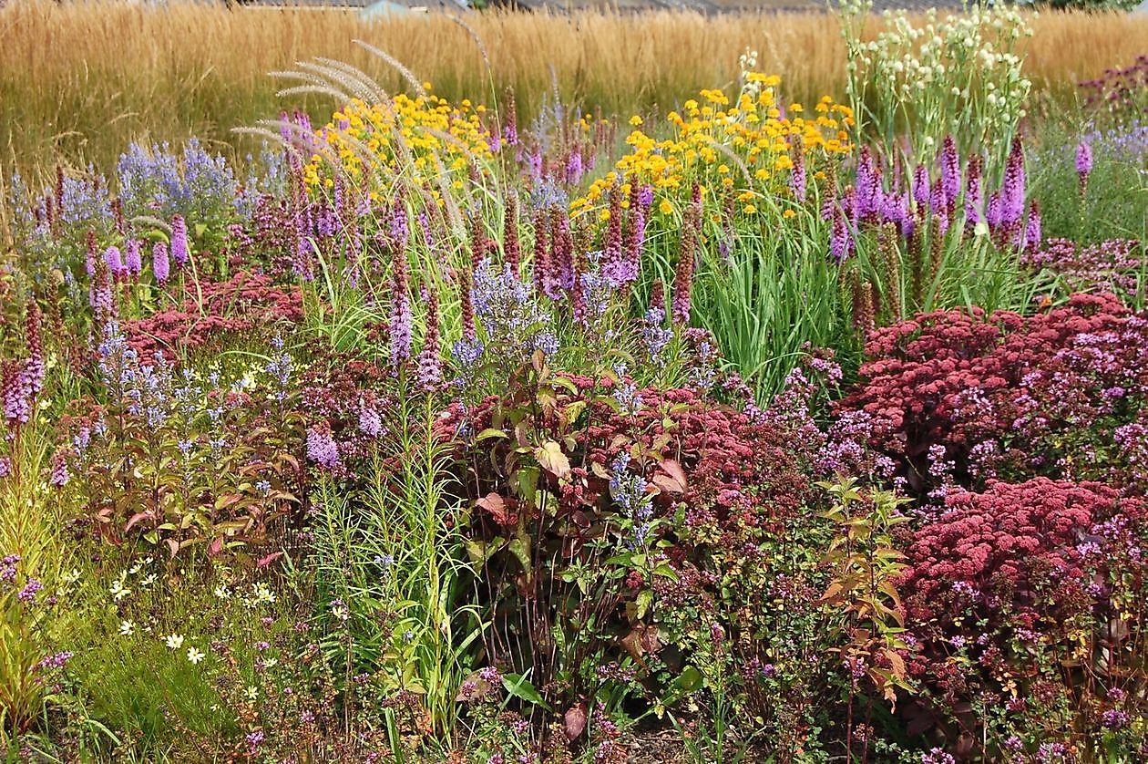 Lianne's Ziergräser - Het Tuinpad Op / In Nachbars Garten