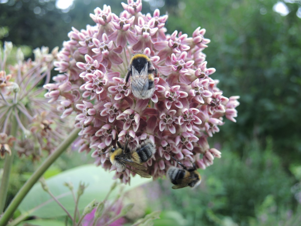 De Groene Weelde: Die grüne Fülle - Het Tuinpad Op / In Nachbars Garten