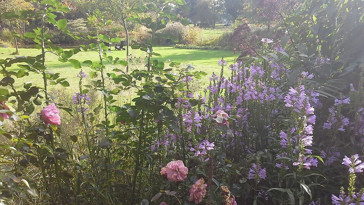 ‘t Vlijtig Loesje (die fleissige Loesje) - Het Tuinpad Op / In Nachbars Garten