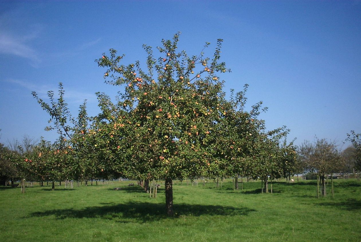 Burg Verhildersum - Het Tuinpad Op / In Nachbars Garten