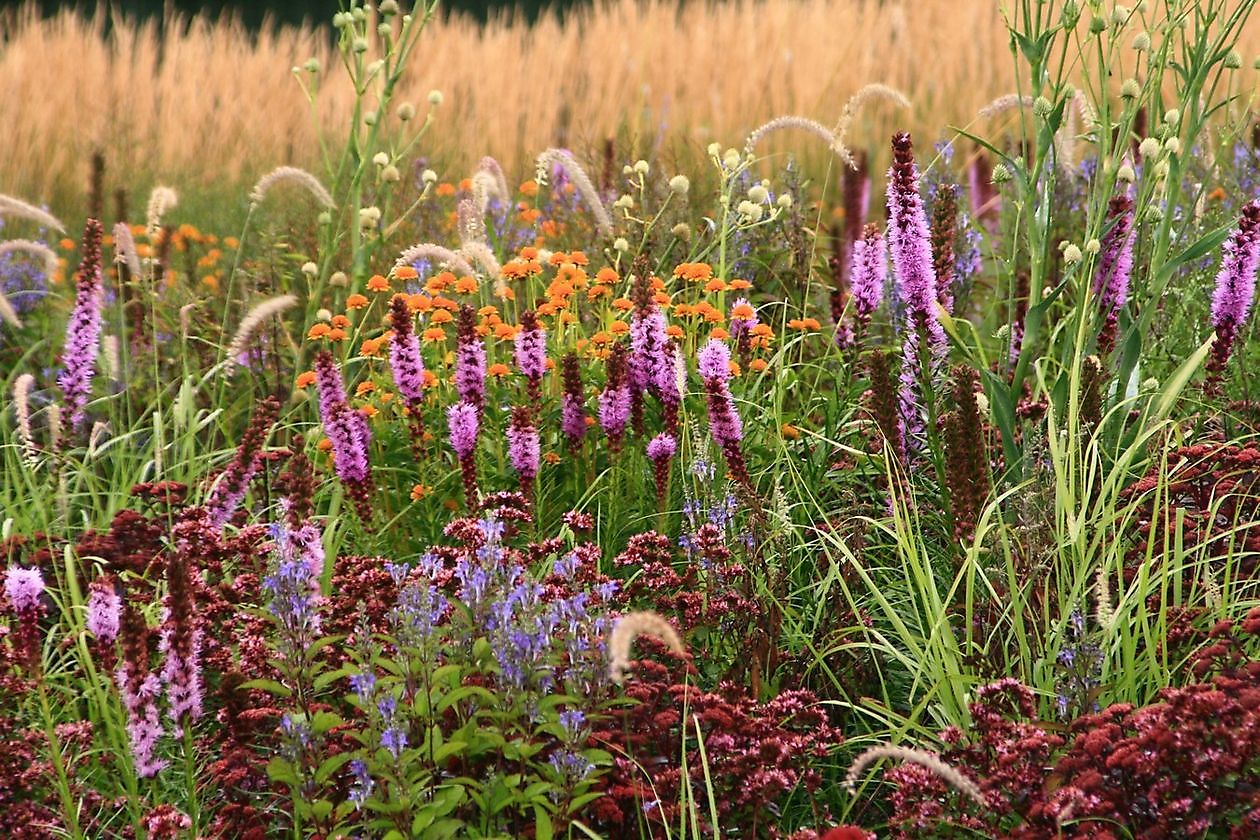 Lianne's Ziergräser - Het Tuinpad Op / In Nachbars Garten