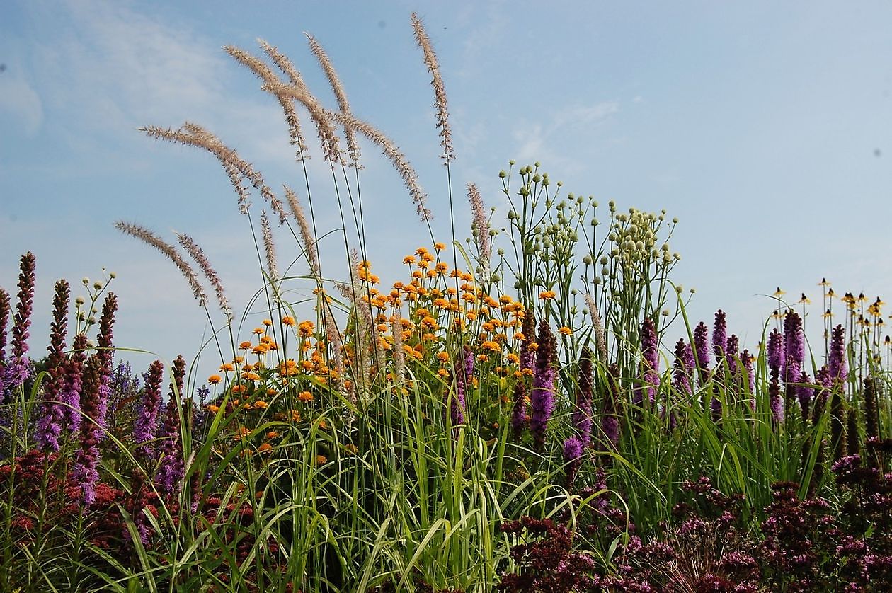 Lianne's Ziergräser - Het Tuinpad Op / In Nachbars Garten