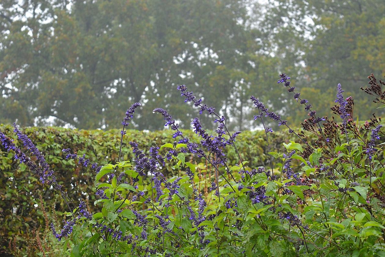 Aan de Vaart - Het Tuinpad Op / In Nachbars Garten