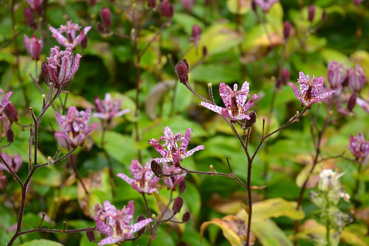 Aan de Vaart - Het Tuinpad Op / In Nachbars Garten