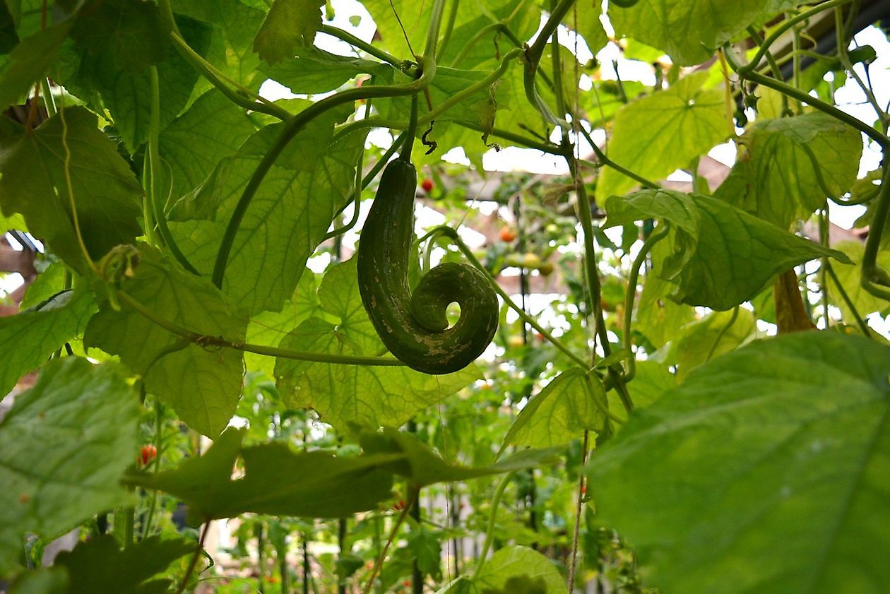 Aan de Vaart - Het Tuinpad Op / In Nachbars Garten