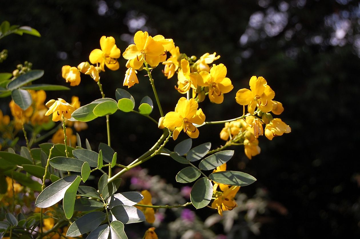 Reiners - Het Tuinpad Op / In Nachbars Garten