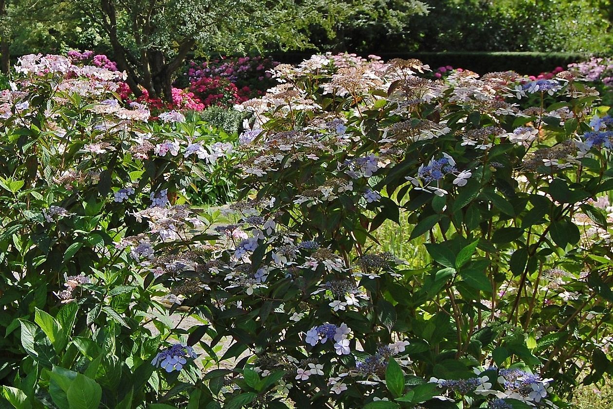 Hortus Haren - Het Tuinpad Op / In Nachbars Garten