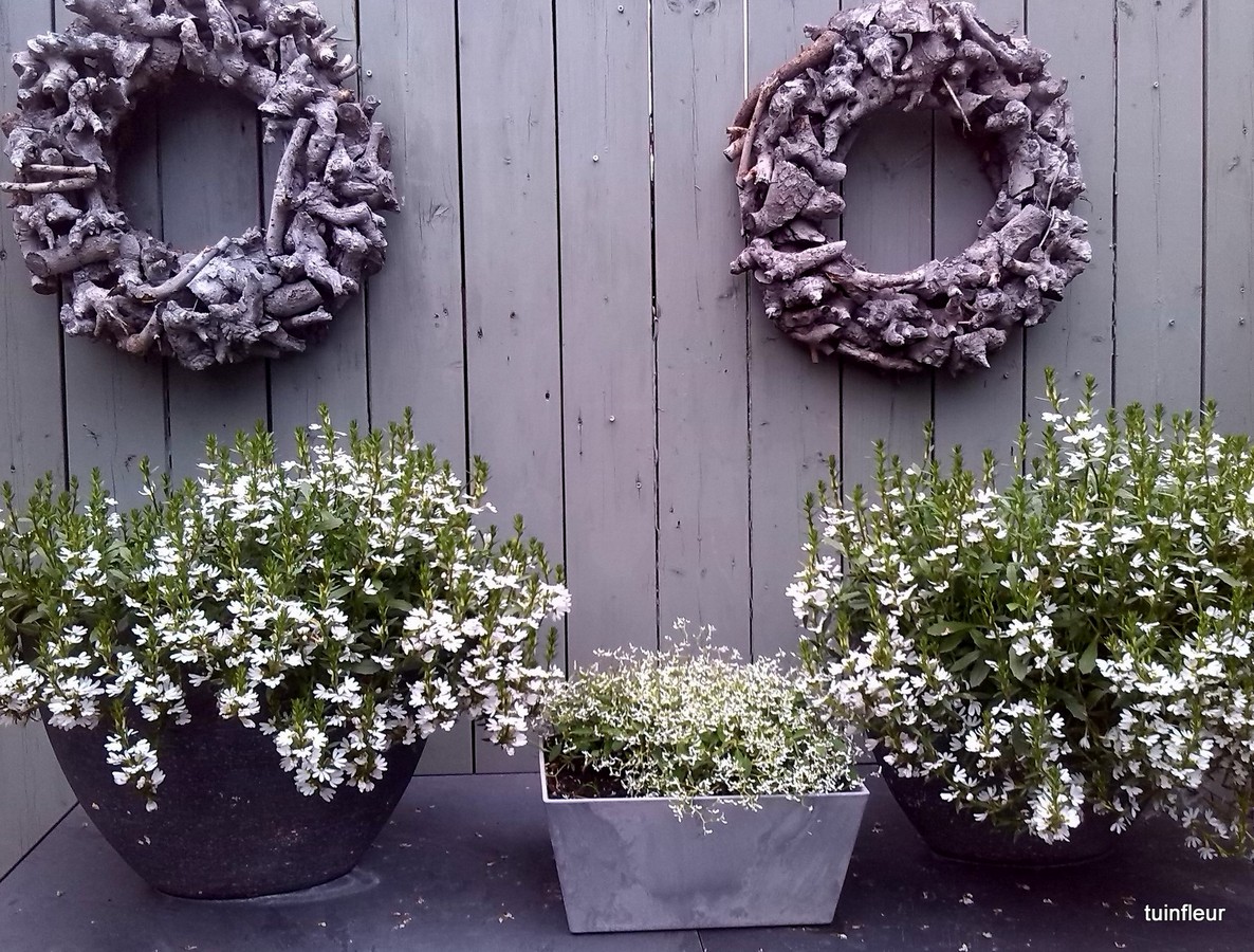 Tuinfleur - Het Tuinpad Op / In Nachbars Garten