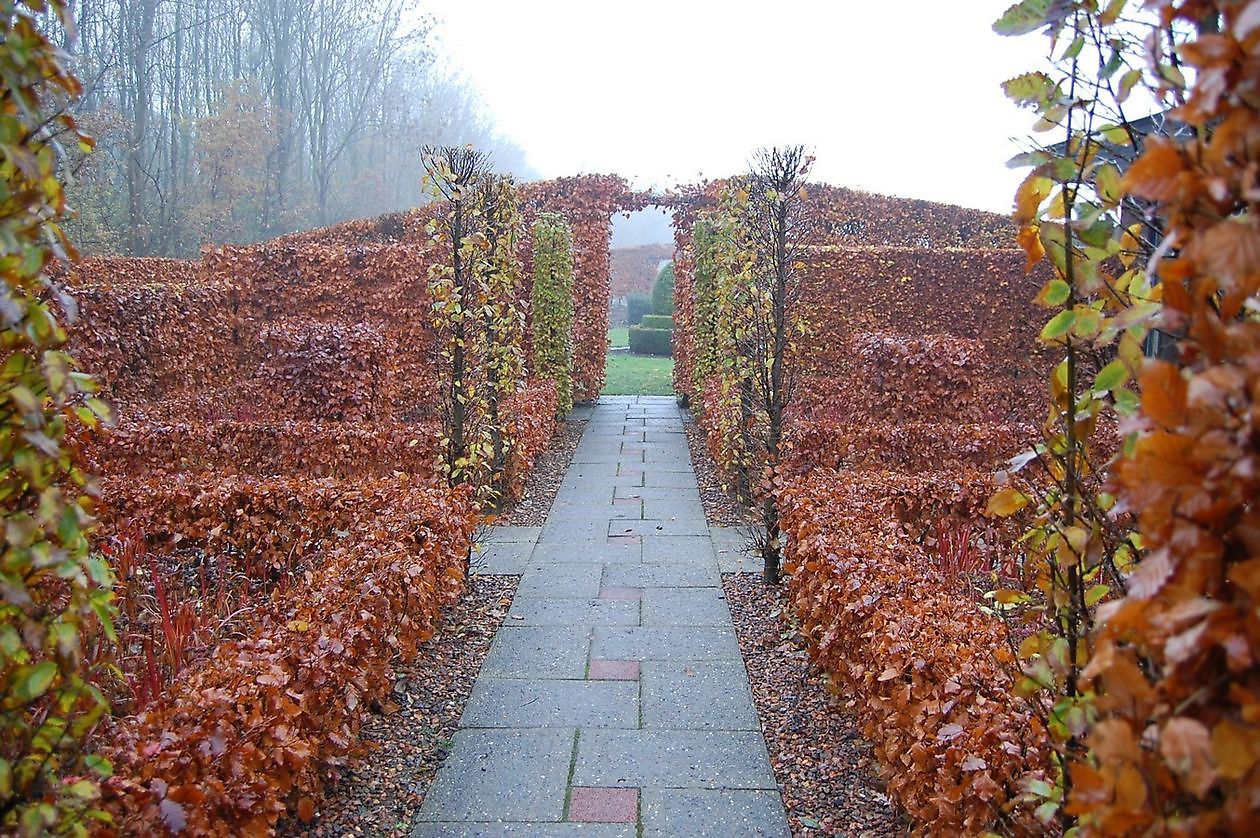 Tuinfleur - Het Tuinpad Op / In Nachbars Garten