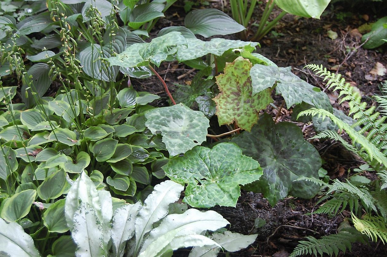 Cocky Stottelaar - Het Tuinpad Op / In Nachbars Garten