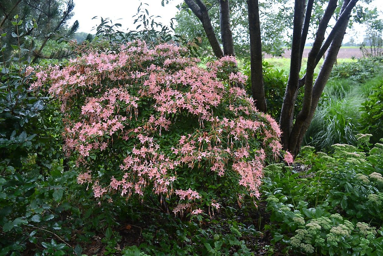 Arboretum Westeresch - Het Tuinpad Op / In Nachbars Garten