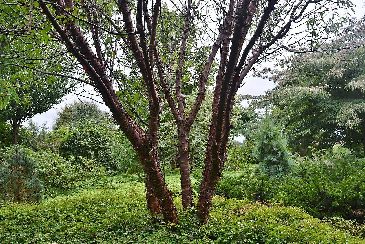 Arboretum Westeresch - Het Tuinpad Op / In Nachbars Garten