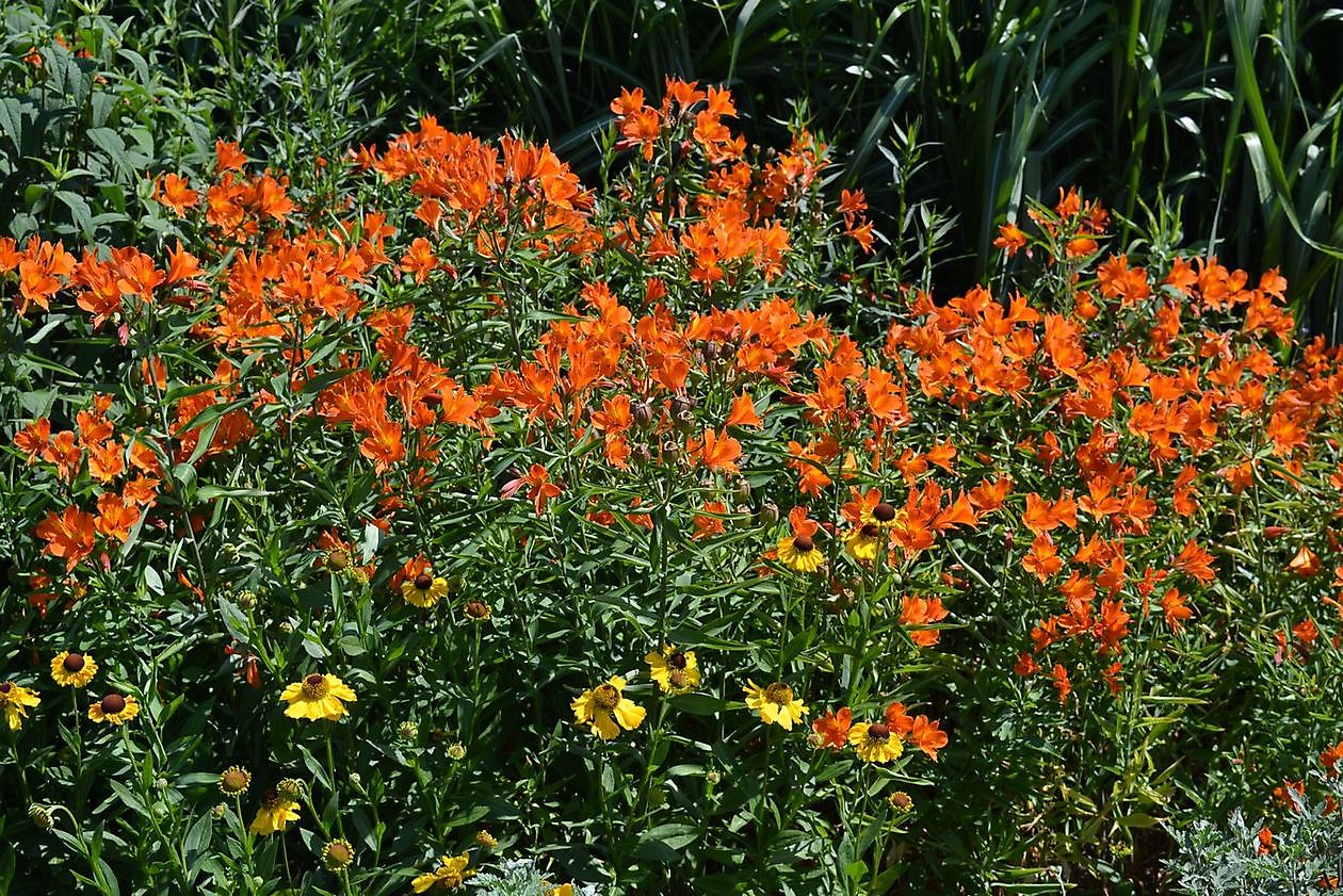 Gärtnerei Jacobs - Het Tuinpad Op / In Nachbars Garten