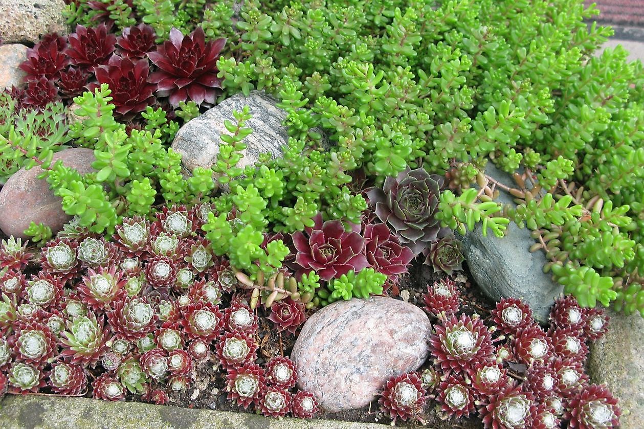 Garten Stolle - Het Tuinpad Op / In Nachbars Garten