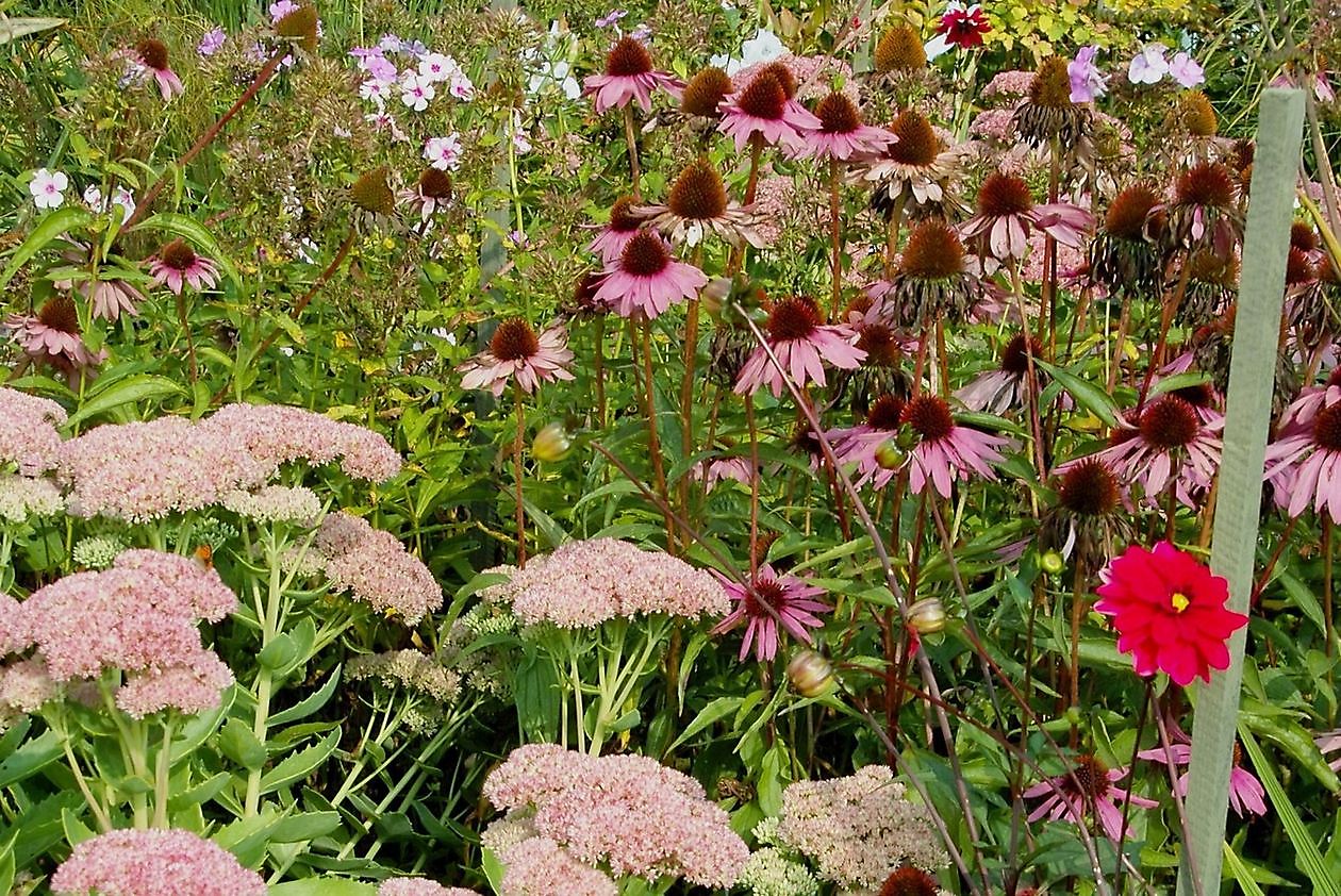 Garten Stolle - Het Tuinpad Op / In Nachbars Garten