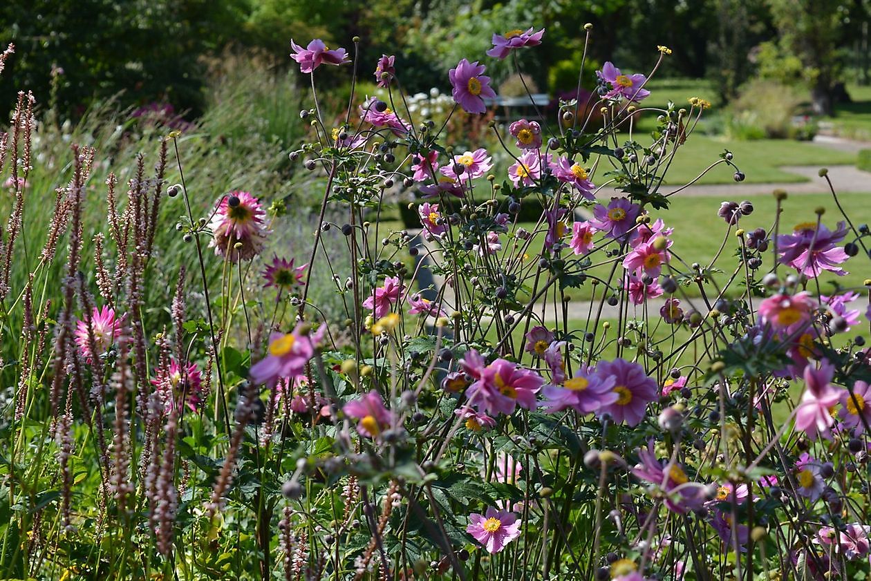 - Het Tuinpad Op / In Nachbars Garten