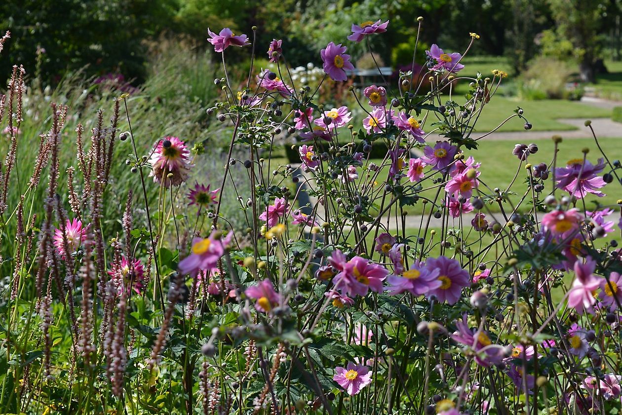  - Het Tuinpad Op / In Nachbars Garten