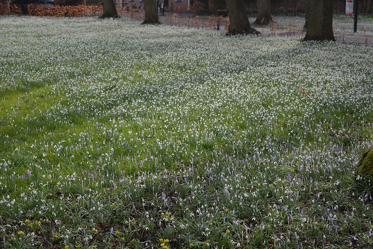 Landgut Ennemaborg - Het Tuinpad Op / In Nachbars Garten