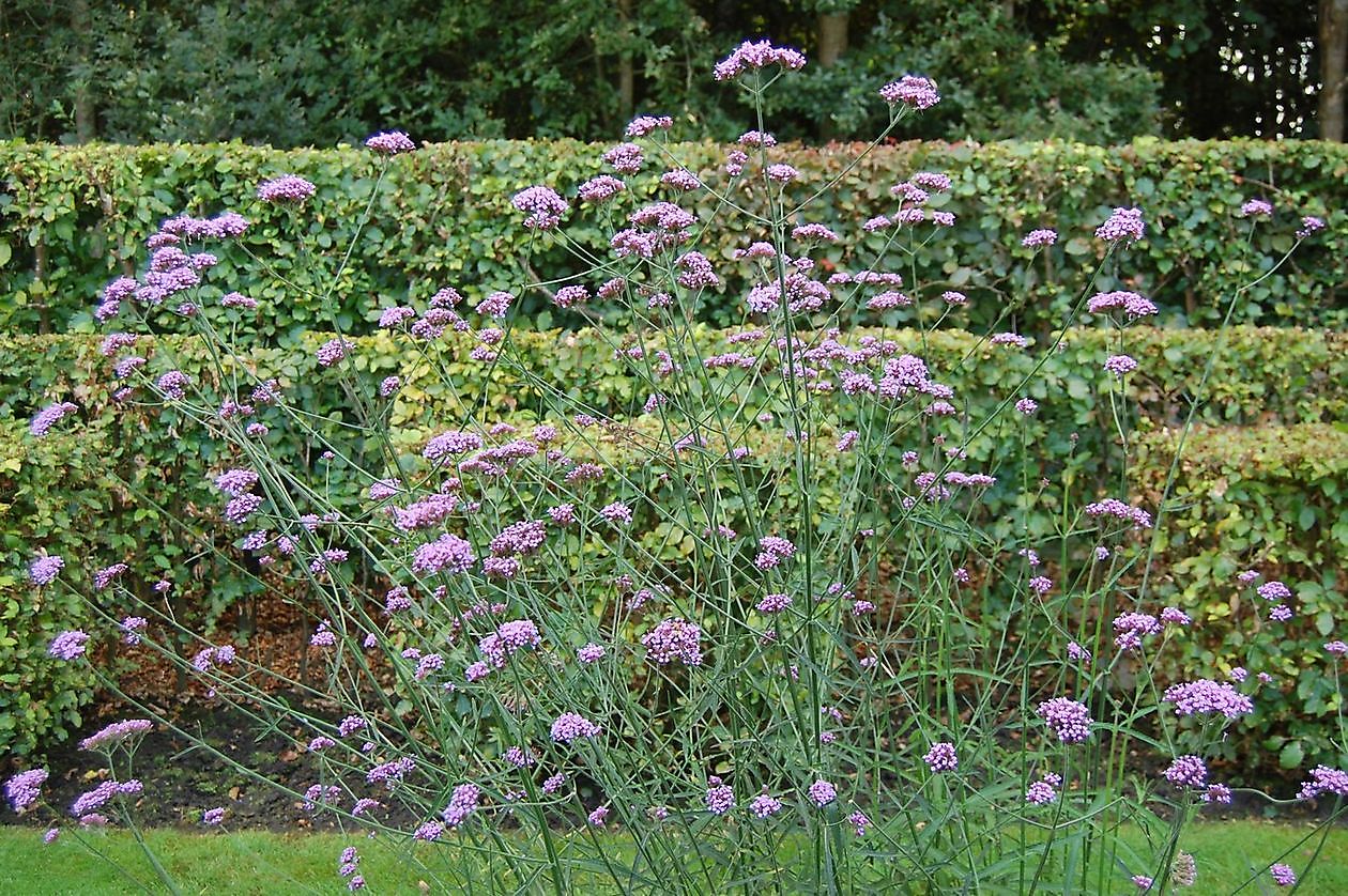 Tuinfleur - Het Tuinpad Op / In Nachbars Garten