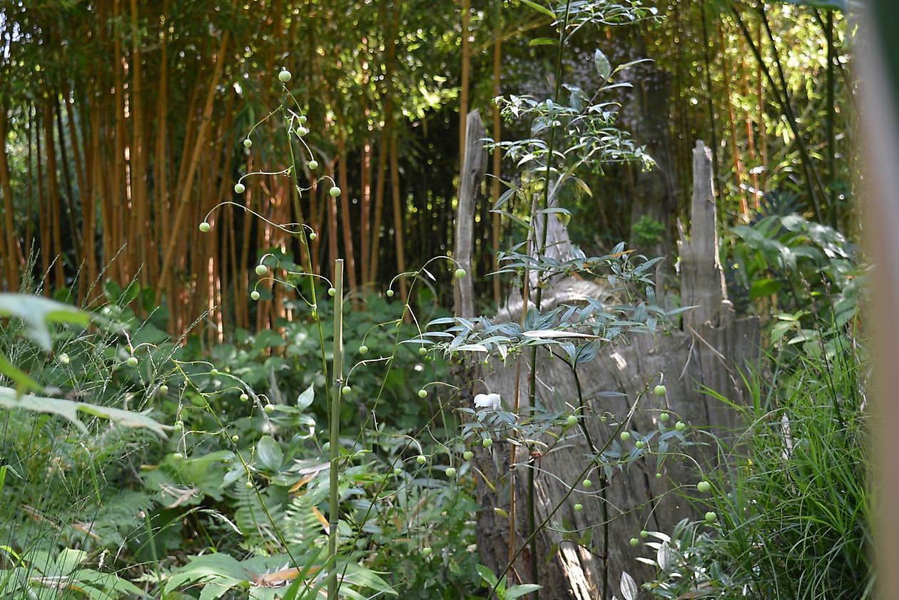 Aan de Dijk - Het Tuinpad Op / In Nachbars Garten