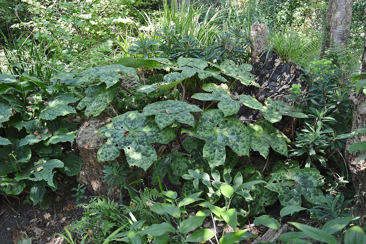 Aan de Dijk - Het Tuinpad Op / In Nachbars Garten