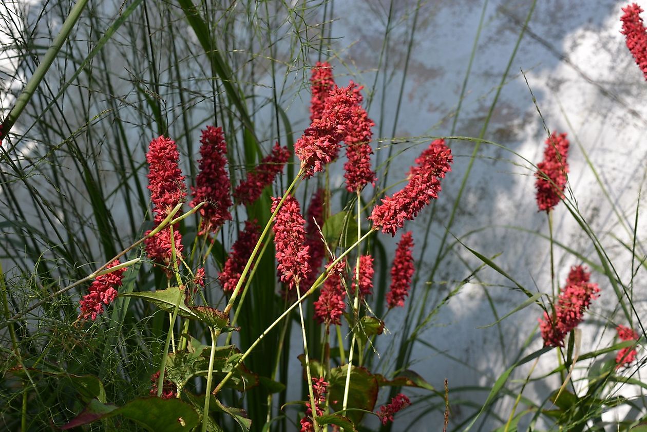 Aan de Dijk - Het Tuinpad Op / In Nachbars Garten