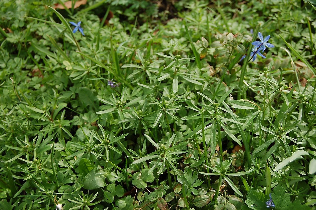 Domies Toen - Het Tuinpad Op / In Nachbars Garten