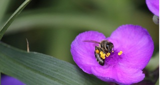 Gartentraum in Altjührden - Het Tuinpad Op / In Nachbars Garten