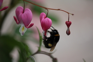 Gartentraum in Altjührden - Het Tuinpad Op / In Nachbars Garten