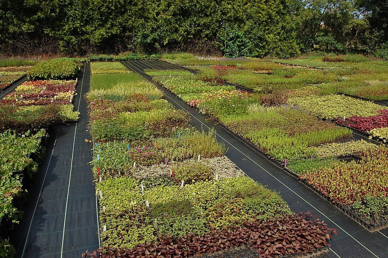 Gerhard Mühring, Staudengärtnerei - Het Tuinpad Op / In Nachbars Garten