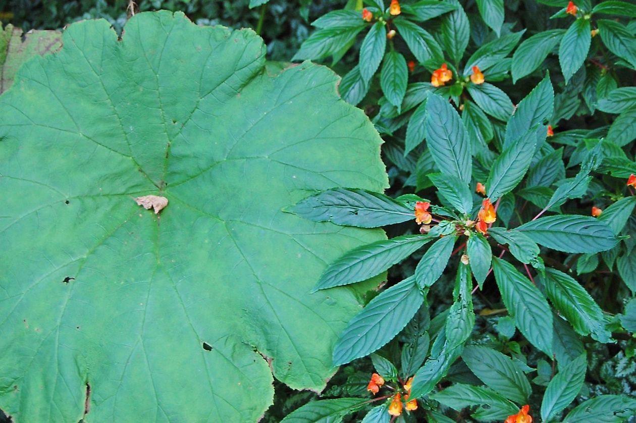 Jan Wilde een Tuin - Het Tuinpad Op / In Nachbars Garten