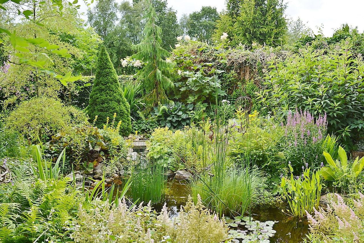 Moorjuwel - Het Tuinpad Op / In Nachbars Garten