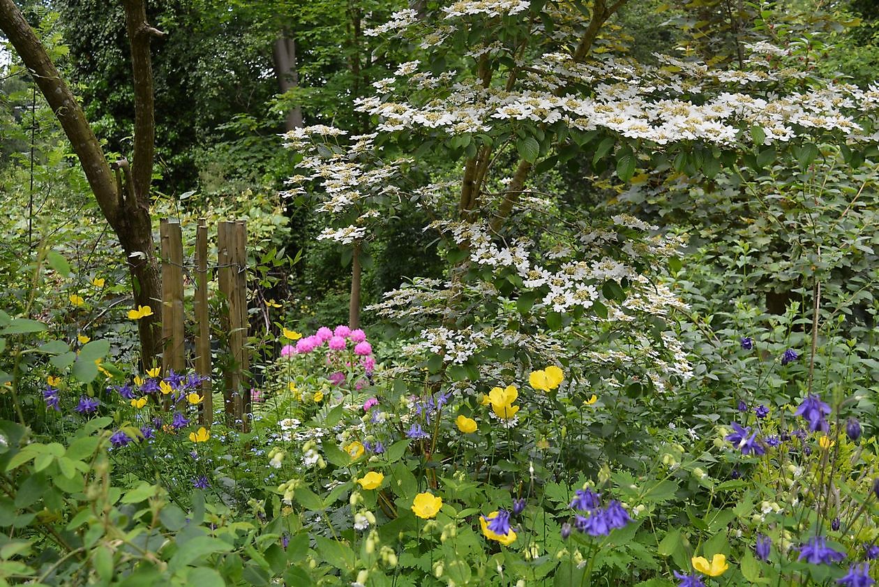 Wubsbos - Het Tuinpad Op / In Nachbars Garten